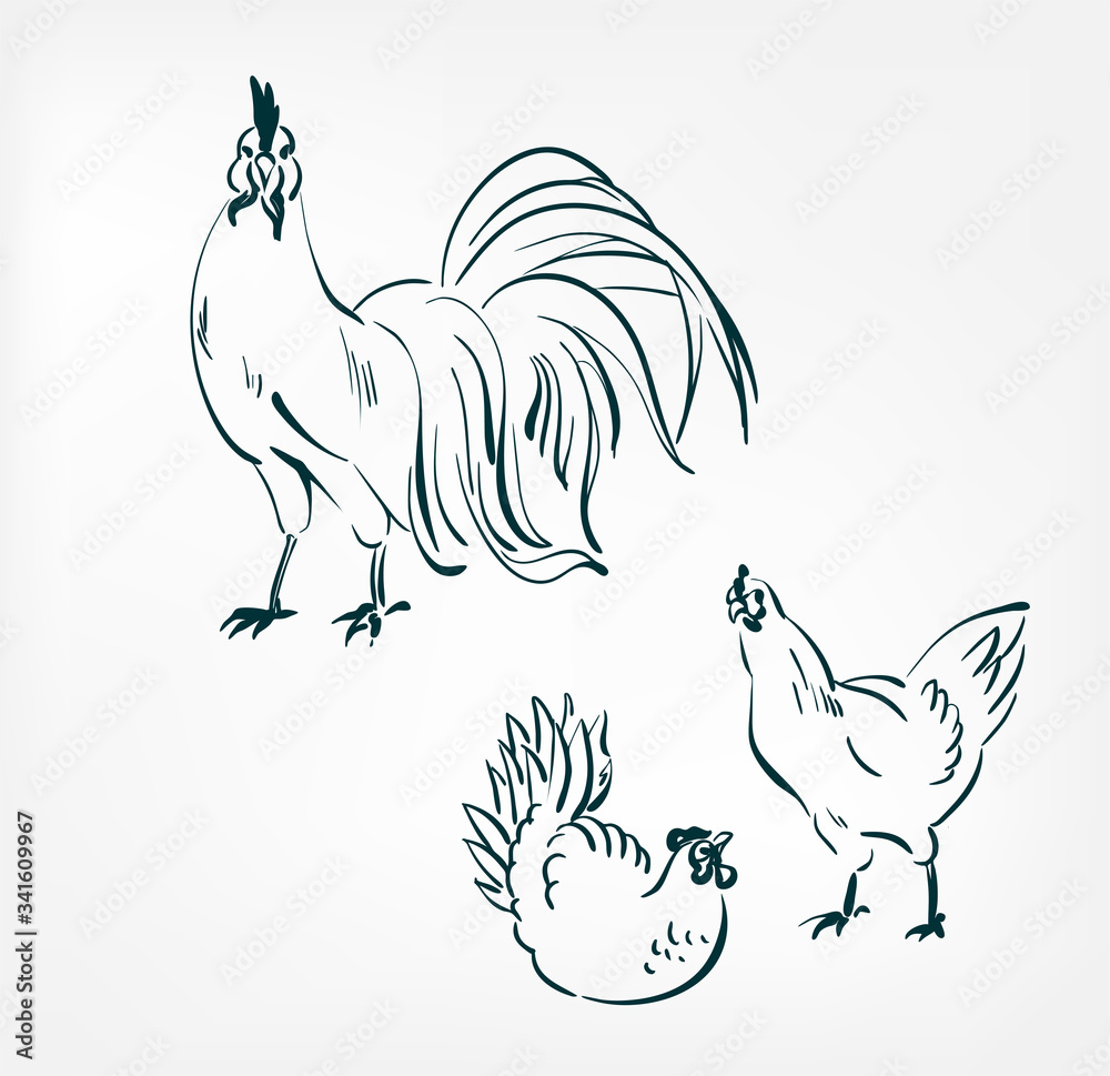 Chicken sketch animal farm icon. Vector graphic Stock Vector by ©djv  118534008