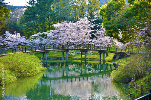 桜満開　伊勢神宮　五十鈴川公園