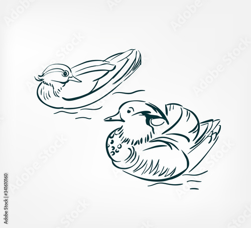 Mandarin bird duck vector illustration japanese chinese ink line sketch style