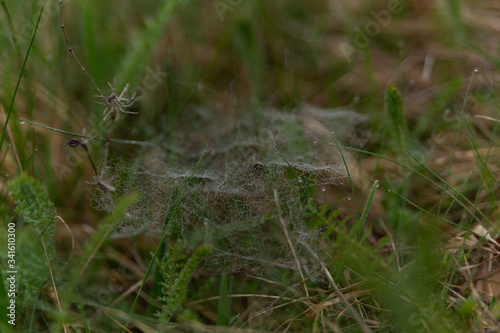 cobweb woven on grass and covered with dew in the morning