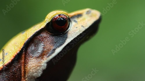 Bicolored frog from the Western Ghats of India in the semi ever green forests during the monsoon season a Side view closeup with the big red eye with green background photo
