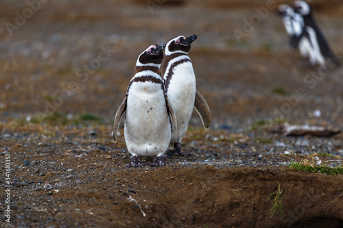 Magellanic penguins in natural environment on Magdalena island, Patagonia, Chile, South America