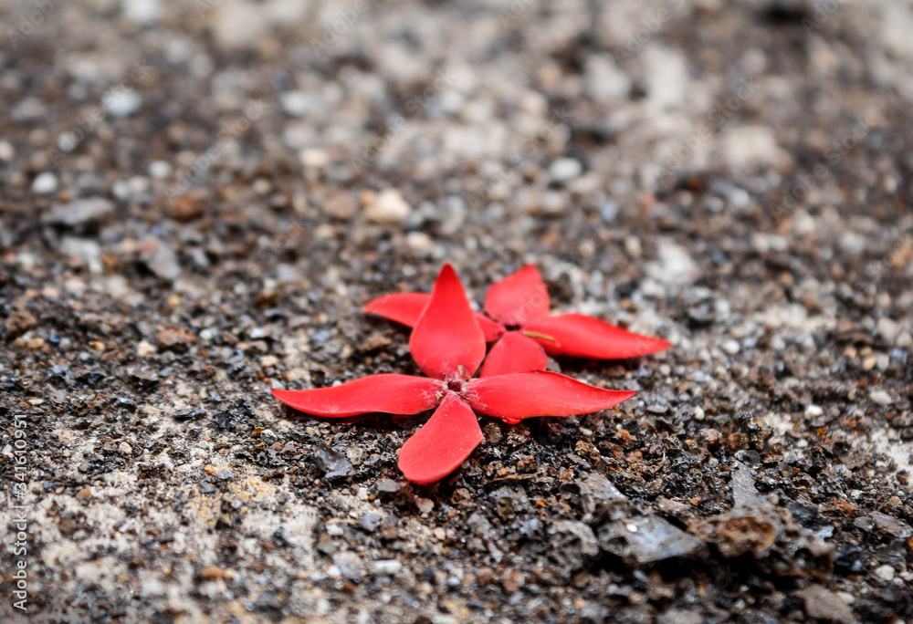 Red Flower on road