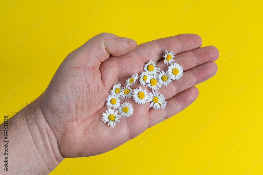 Daisies ion the hand