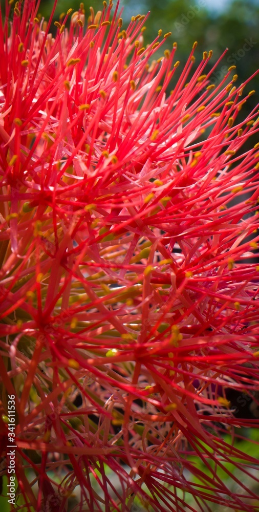 red and yellow flower