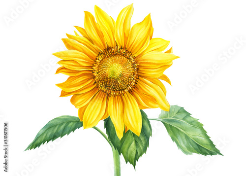 yellow flower sunflower on an isolated background, botanical illustration, watercolor floral design