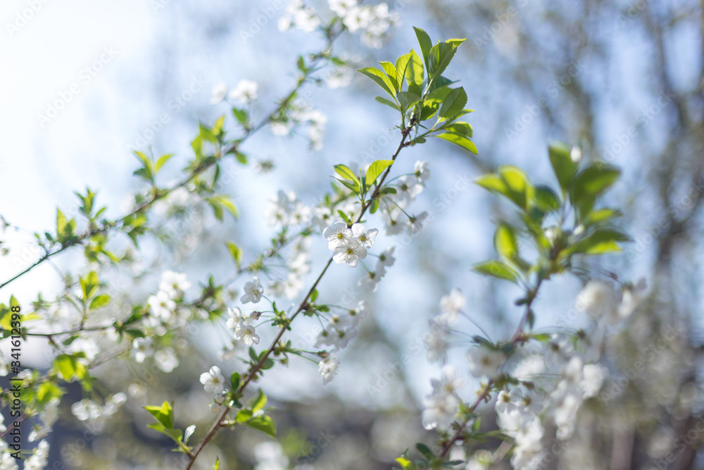 Beautifully blooming cherry trees, background with blooming flowers on a spring day. Beautifully blooming cherry trees, background with blooming flowers on a spring day.