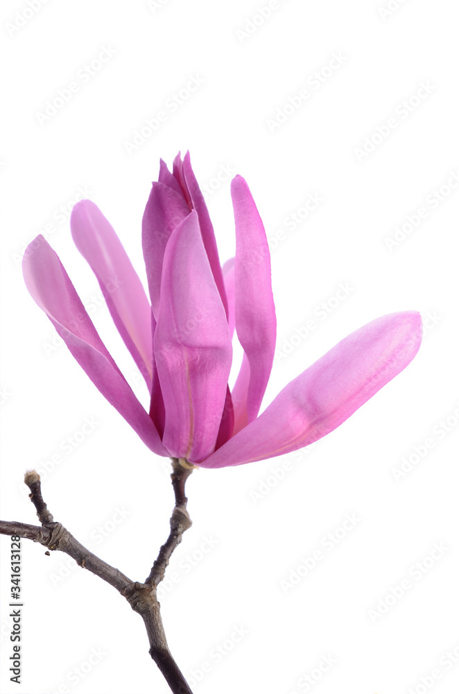Fototapeta premium Beautiful delicate purple magnolia close up isolated on white background