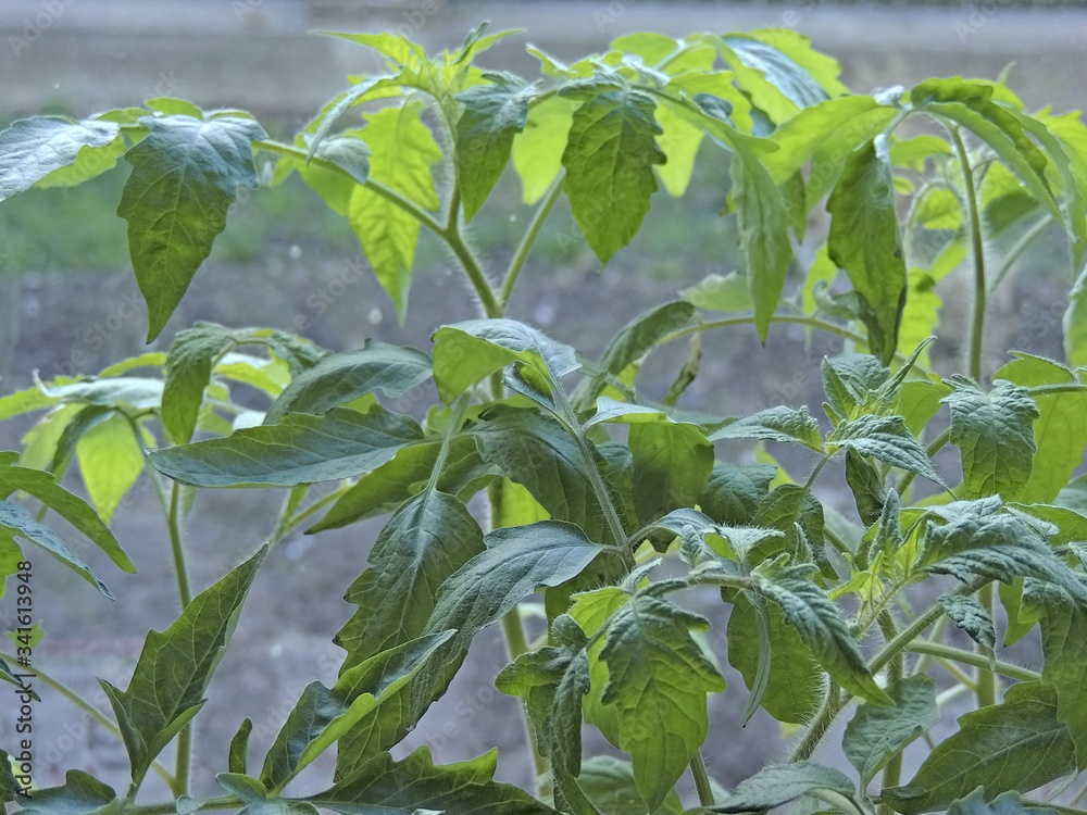green leaves. young seedling tomato on the window. green leaves. young seedling tomato on the window.
