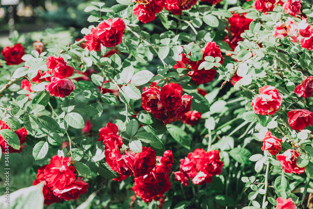 The texture of the bush is red roses or wild rose, vegetable background.