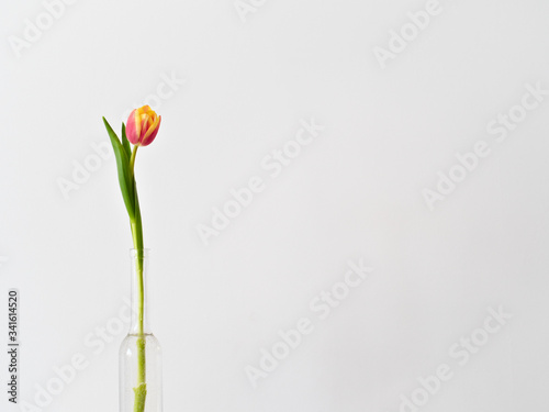 red-yellow tulip in a bottle - vase isolated on white	