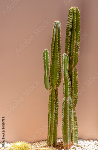 Tall cactus stand on gravel floor with beige pastel background.