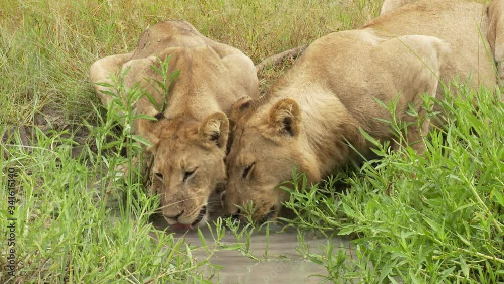 Two African Lions framed by green shrubs drink at watering hole Two African Lions framed by green shrubs drink at watering hole