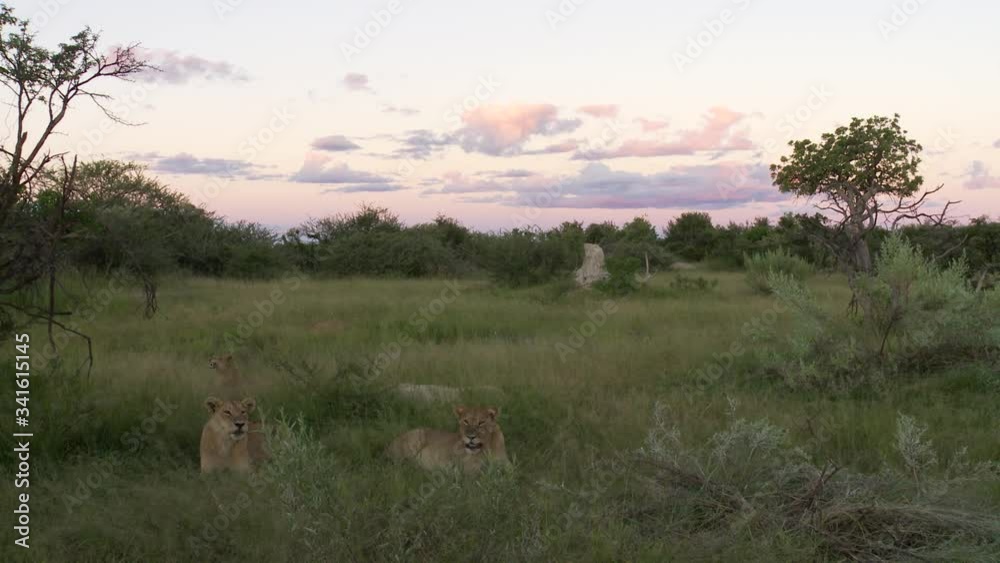 Big yawn as lions lie in tall grass under big African afternoon sky Big yawn as lions lie in tall grass under big African afternoon sky