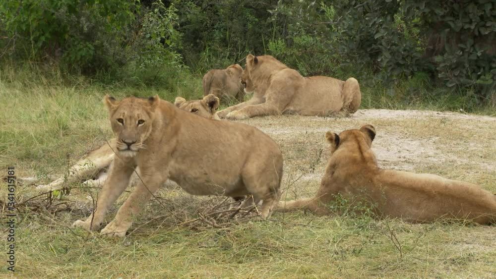 African Lion in relaxing pride walks a few steps, and calls out African Lion in relaxing pride walks a few steps, and calls out
