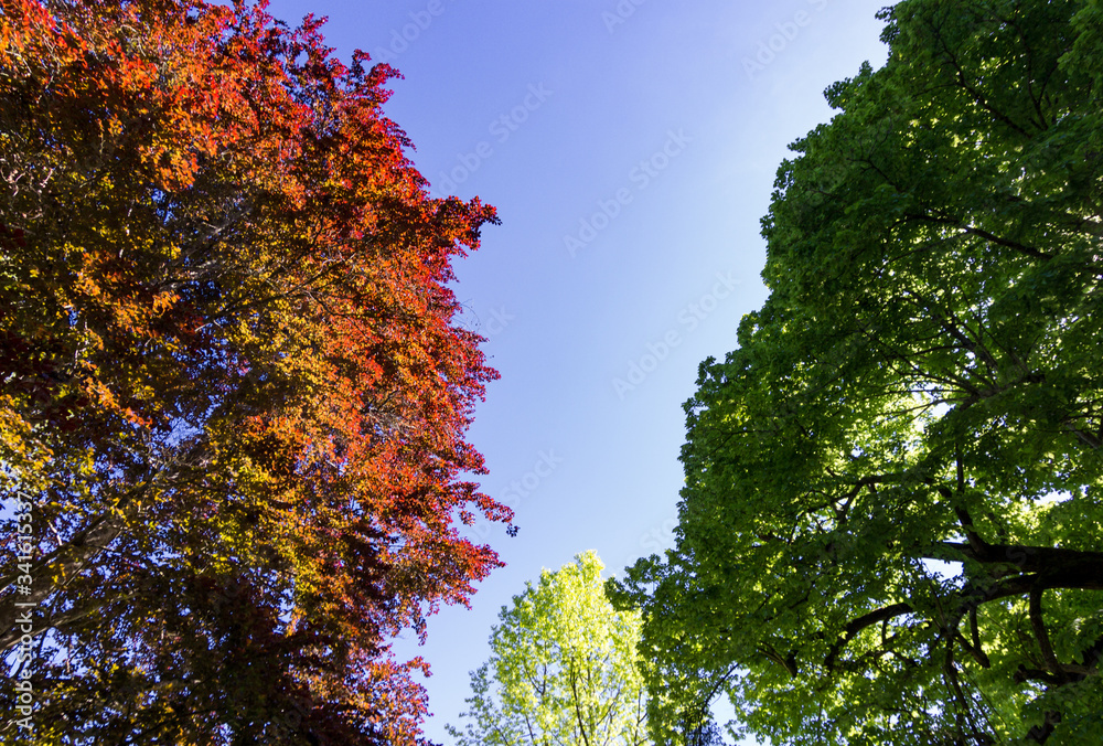 Naklejka premium Cheverny castle and gardens in Loire valley (France)