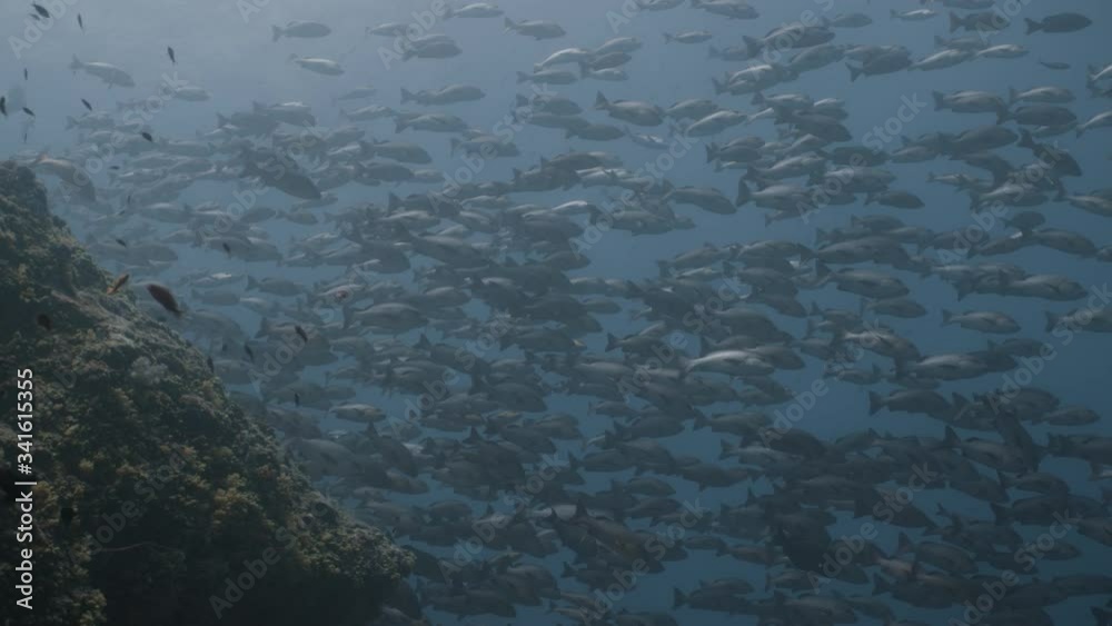 Huge aggregation of Red Snappers swim together over coral reef Huge aggregation of Red Snappers swim together over coral reef