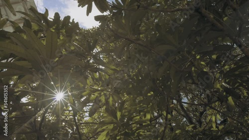 POV nadir shot of a tree with blue sky, while beautiful  and dreamy sun light rays crosses the leaves and produces a lens flare on camera.