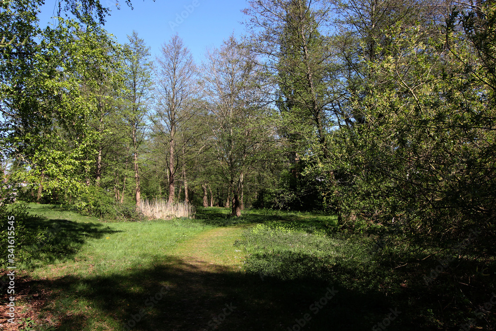 Obraz premium Ein Waldweg in Osnabrück