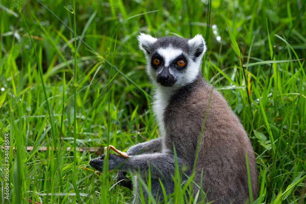 Obraz premium A ring-tailed lemur in the rainforest, its natural environment