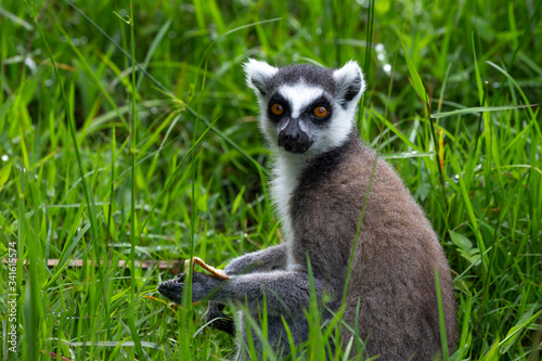 A ring-tailed lemur in the rainforest, its natural environment