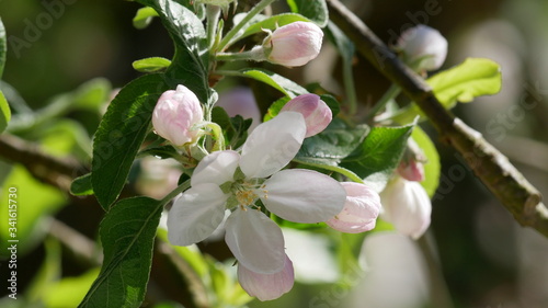 Apfelbaumblüte, Knospen. Obst, Nahaufnahme