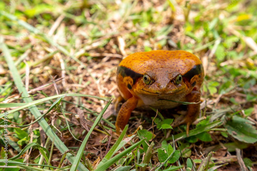 Naklejka premium A large orange frog is sitting in the grass