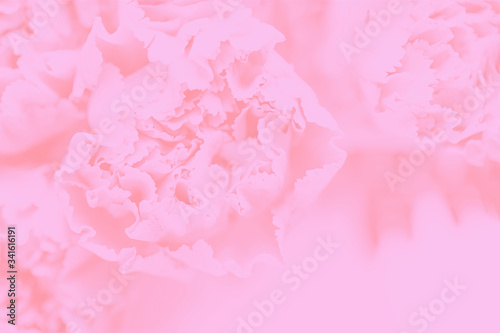 Delicate carnations. Light pink background with flowers pattern