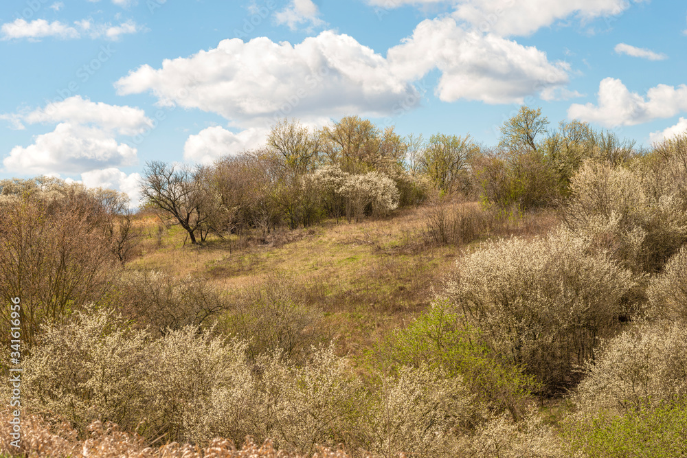 A beautiful landscape with blooming trees in early spring. A beautiful landscape with blooming trees in early spring.