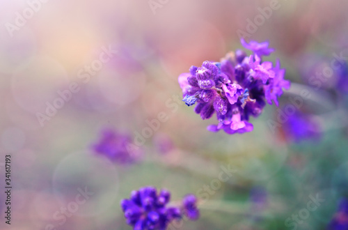 Lavender flowers closeup isolated on blur background.