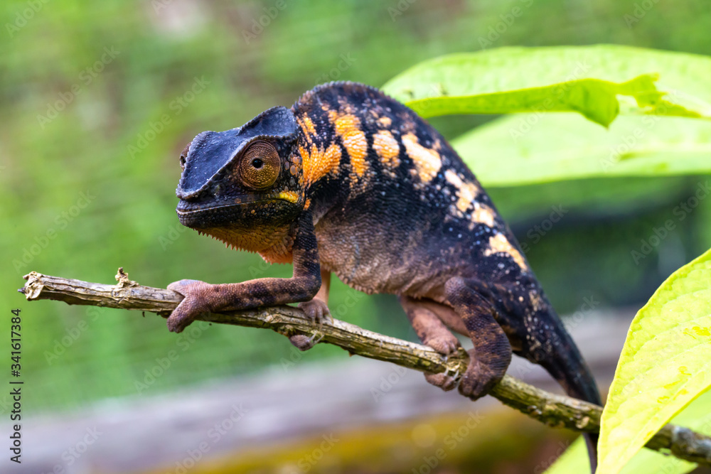 A chameleon in close-up in a national park on Madagascar A chameleon in close-up in a national park on Madagascar