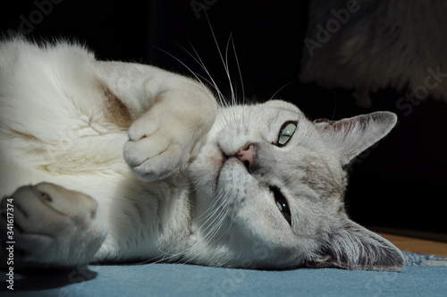 Obraz na plátně White grey burmilla cat sleeping lying on carpet in the sun