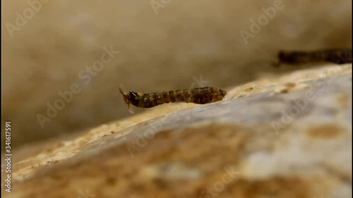 Black Fly Larva Attached to Rock in Stream photo