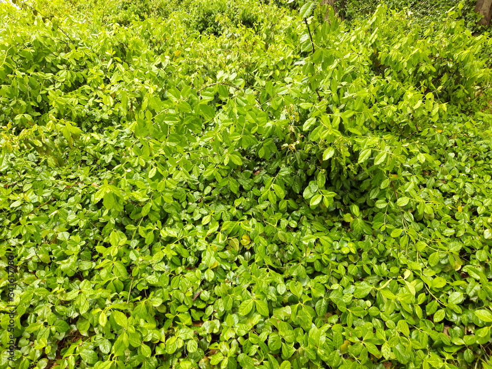 vivid yellow green leaves simple image vivid yellow green leaves simple image