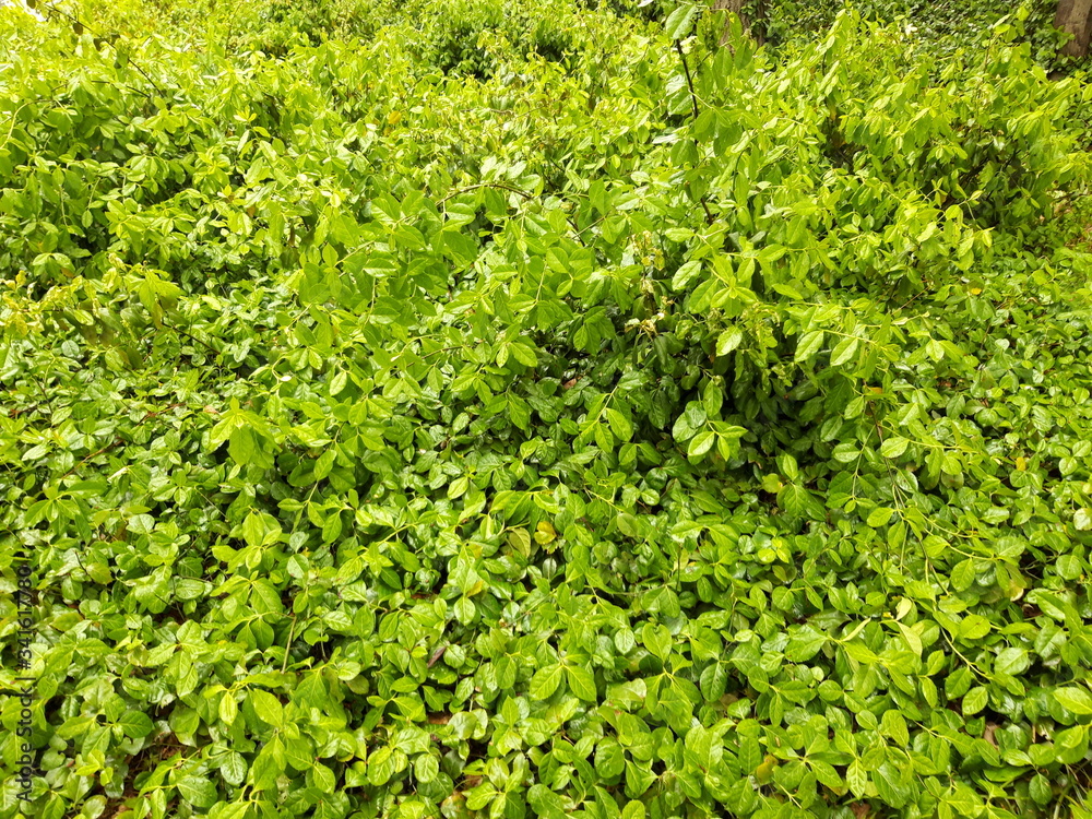 vivid yellow green leaves simple image