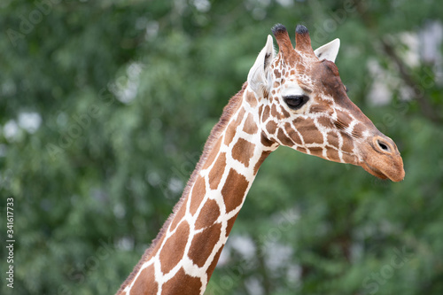 Giraffe Kopf Close up