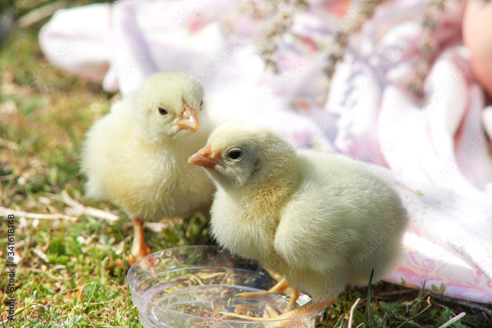 Two little chickens in the grass Two little chickens in the grass