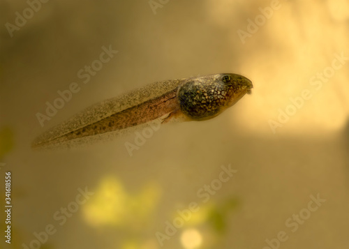 Bild auf Leinwand tadpole 2