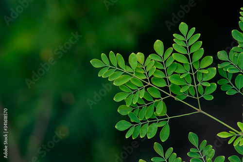 moringa tree leaf background photo