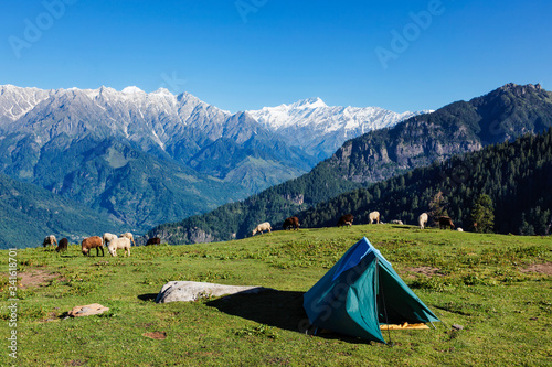 Tent in Himalayas mountains with flock of sheep grazing. Kullu Valley, Himachal Pradesh, India photo