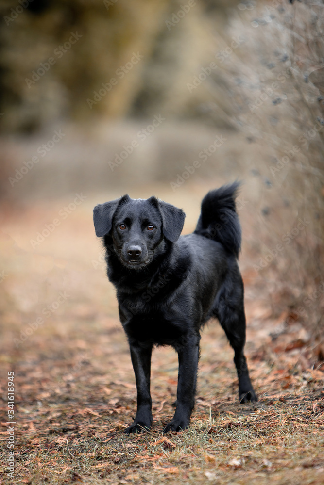 Beautiful black dog runs in nature Beautiful black dog runs in nature