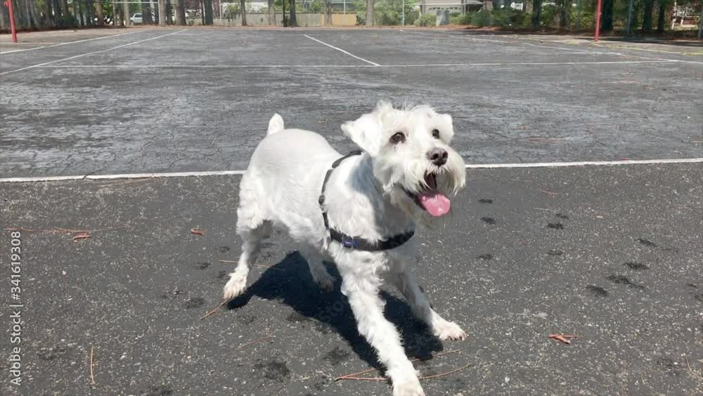 Spunky silver (white) Schnauzer tracks ball looking at camera with ears flopping and tongue hanging out, slomo