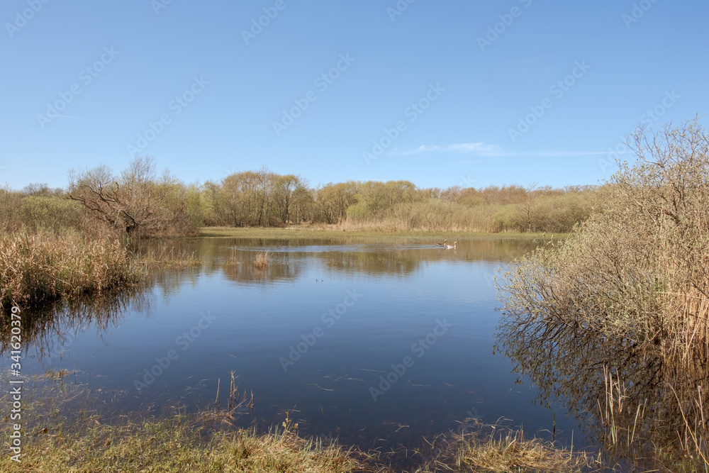 View of a lake with two geese in a nature reserve under a clear blue sky
