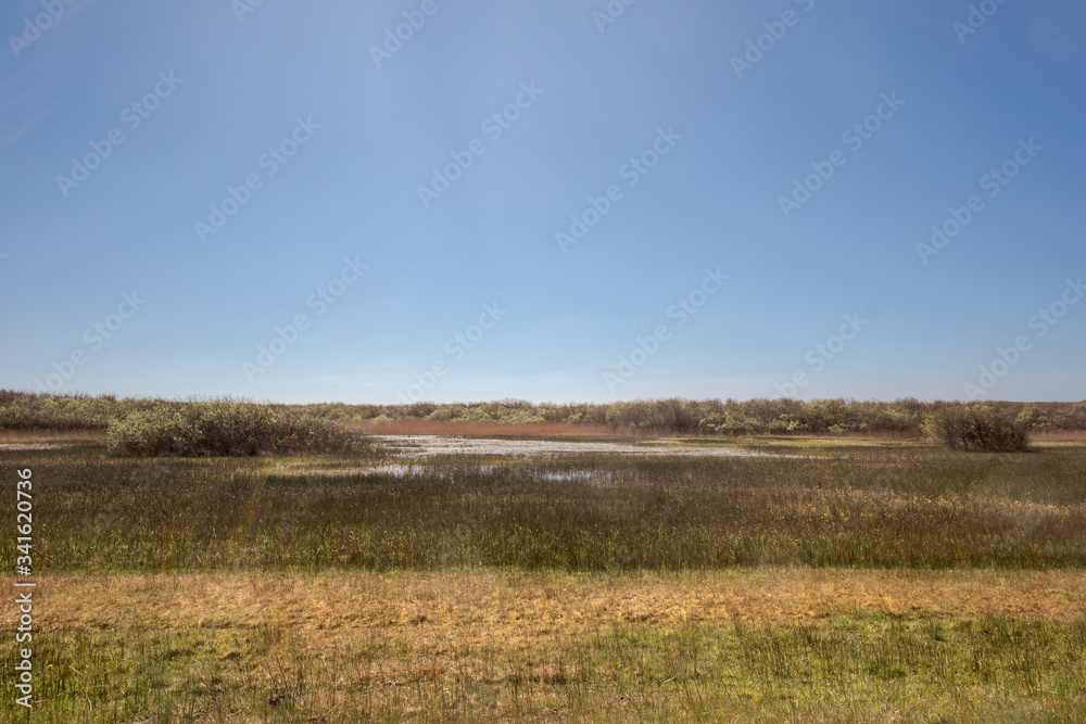 View of a swamp with baby reeds and bushes under a clear blue sky