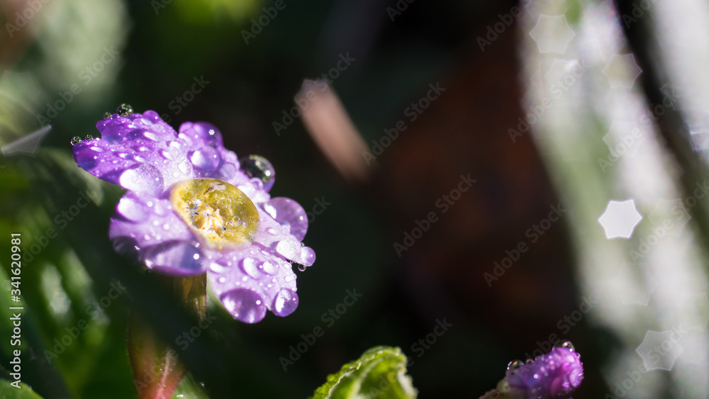 Garden primrose, water drops, macro photography Garden primrose, water drops, macro photography