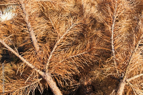 
dry yellow spruce branches near