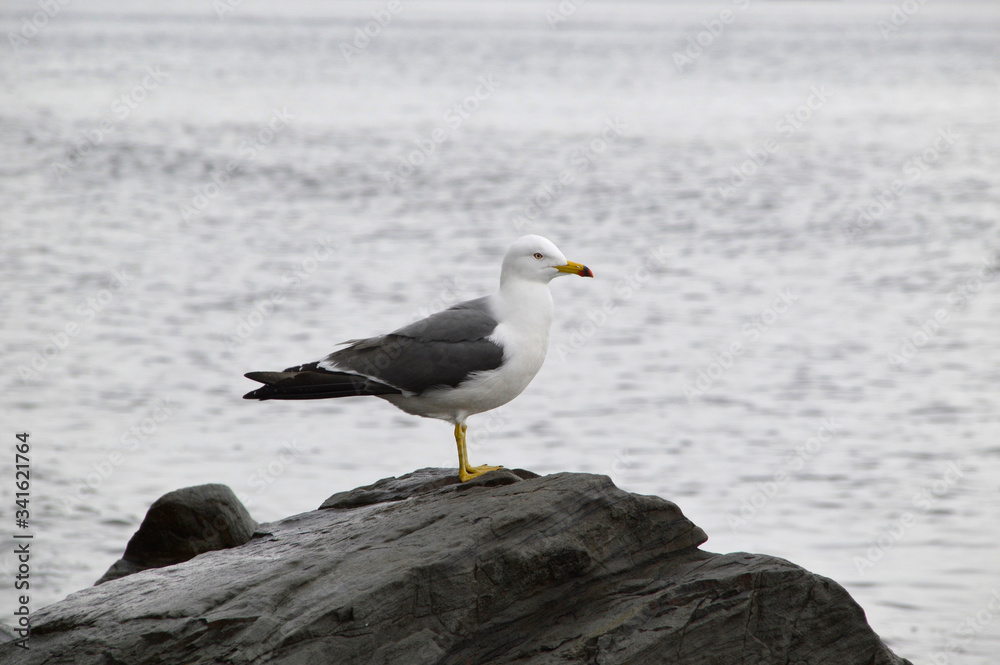 Seagull sitting on the stone of the sea of Japan on a cloudy spring day. Far East, Russia Seagull sitting on the stone of the sea of Japan on a cloudy spring day. Far East, Russia