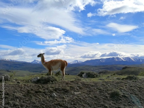 South America Chile Patagonia National Park Torres del Paine Adventure Guanaco Lama Guanicoe Chulengos Wild Animals Safari Expeditions