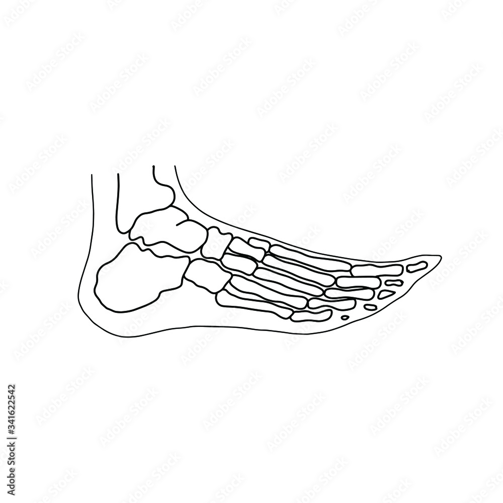 Skeleton of human foot from side. Drawn by lines on white background. Vector Stock illustration. Skeleton of human foot from side. Drawn by lines on white background. Vector Stock illustration.