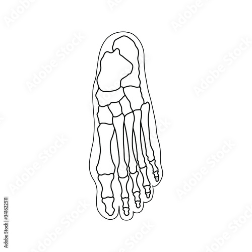 The skeleton of the human foot from above. Drawn by lines on white background. Vector Stock illustration.